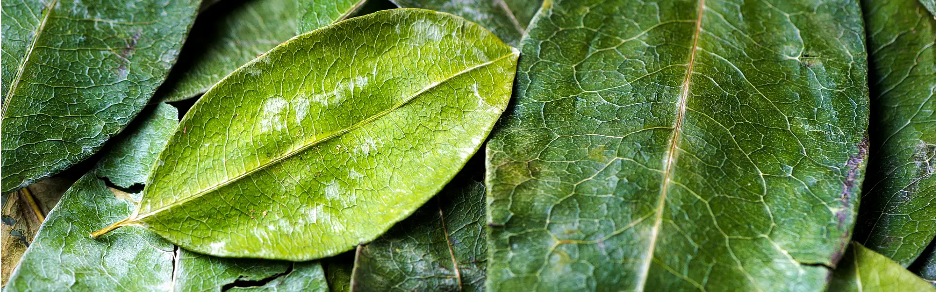 Detalle de una hoja de coca | Trekero
