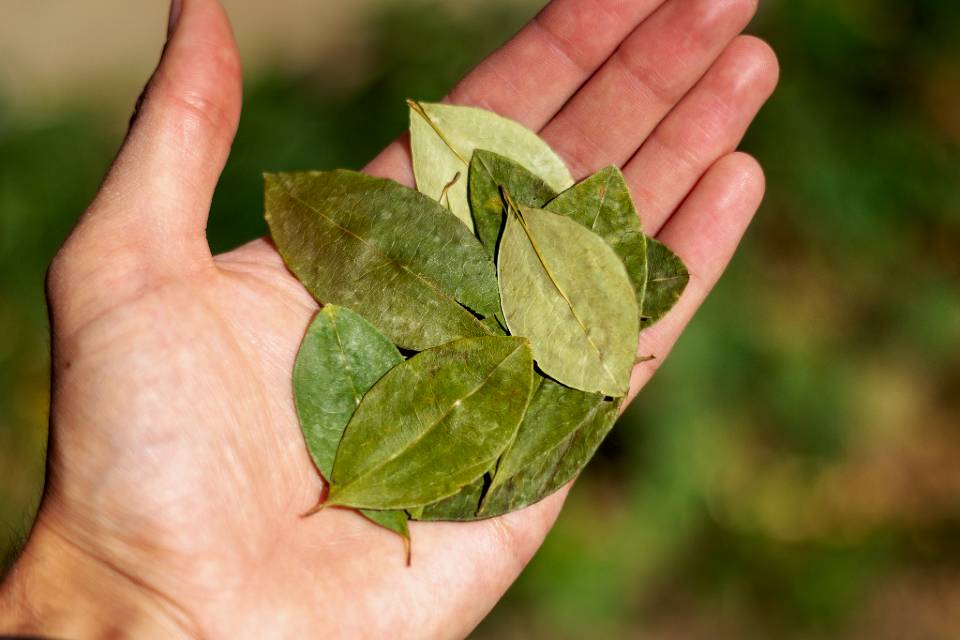 Hojas de coca para uso tradicional | Trekero