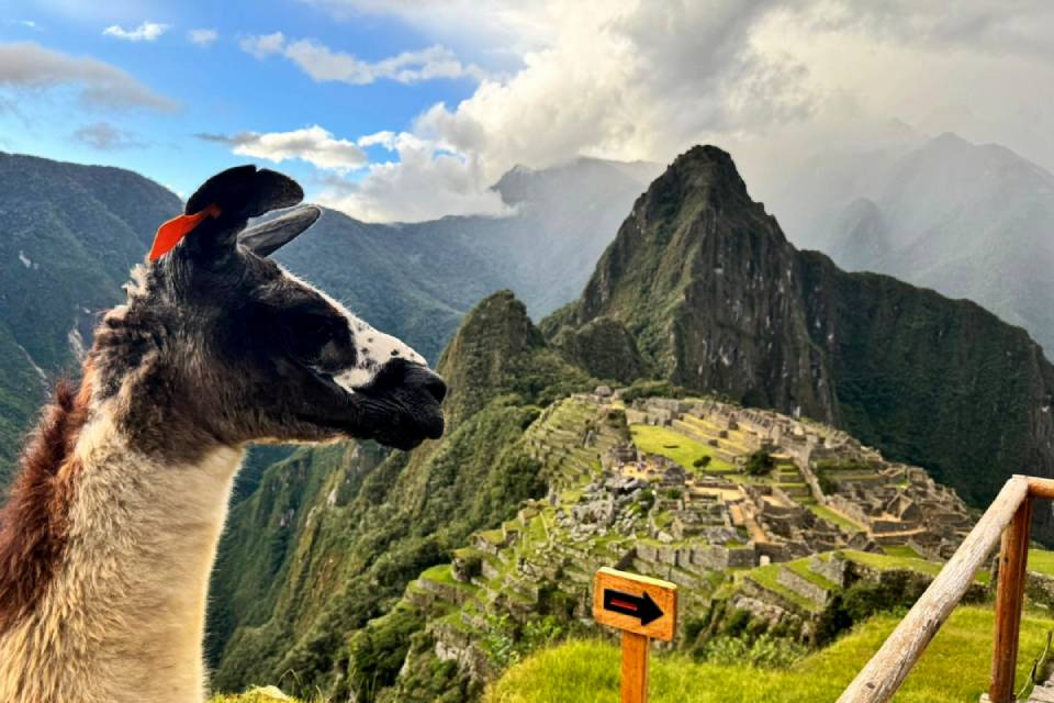 Llama frente a la ciudadela de Machu Picchu | Trekero