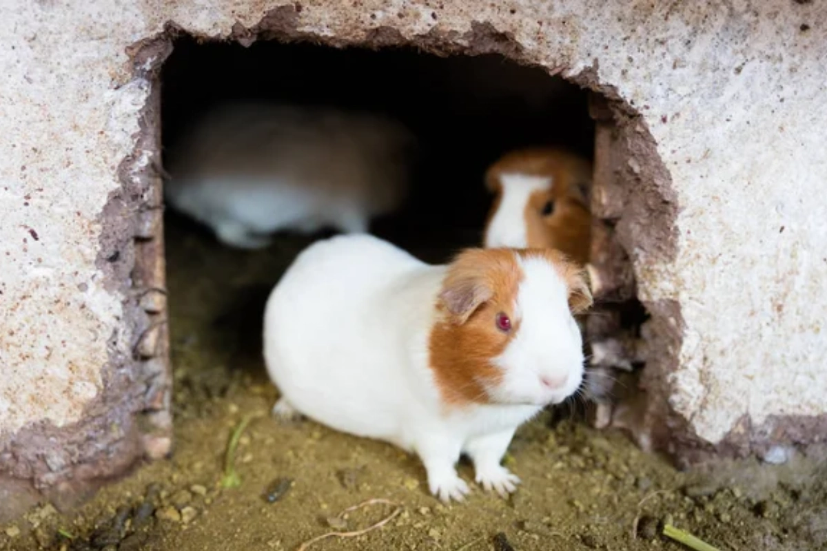 Cuy blanco y marrón saliendo de un pequeño refugio de crianza