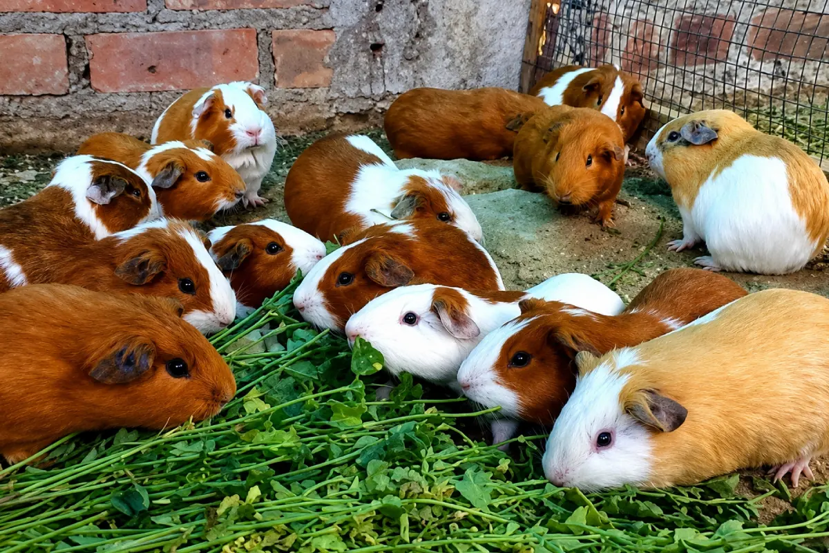 Cuyes alimentándose con hojas verdes dentro de un espacio de crianza