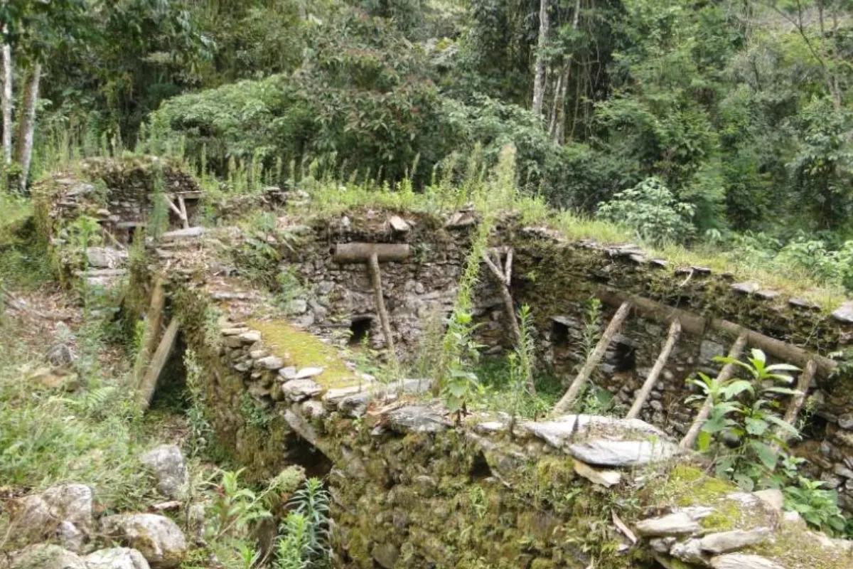 Restos arqueológicos de piedra cubiertos de musgo y vegetación en la selva de Vilcabamba