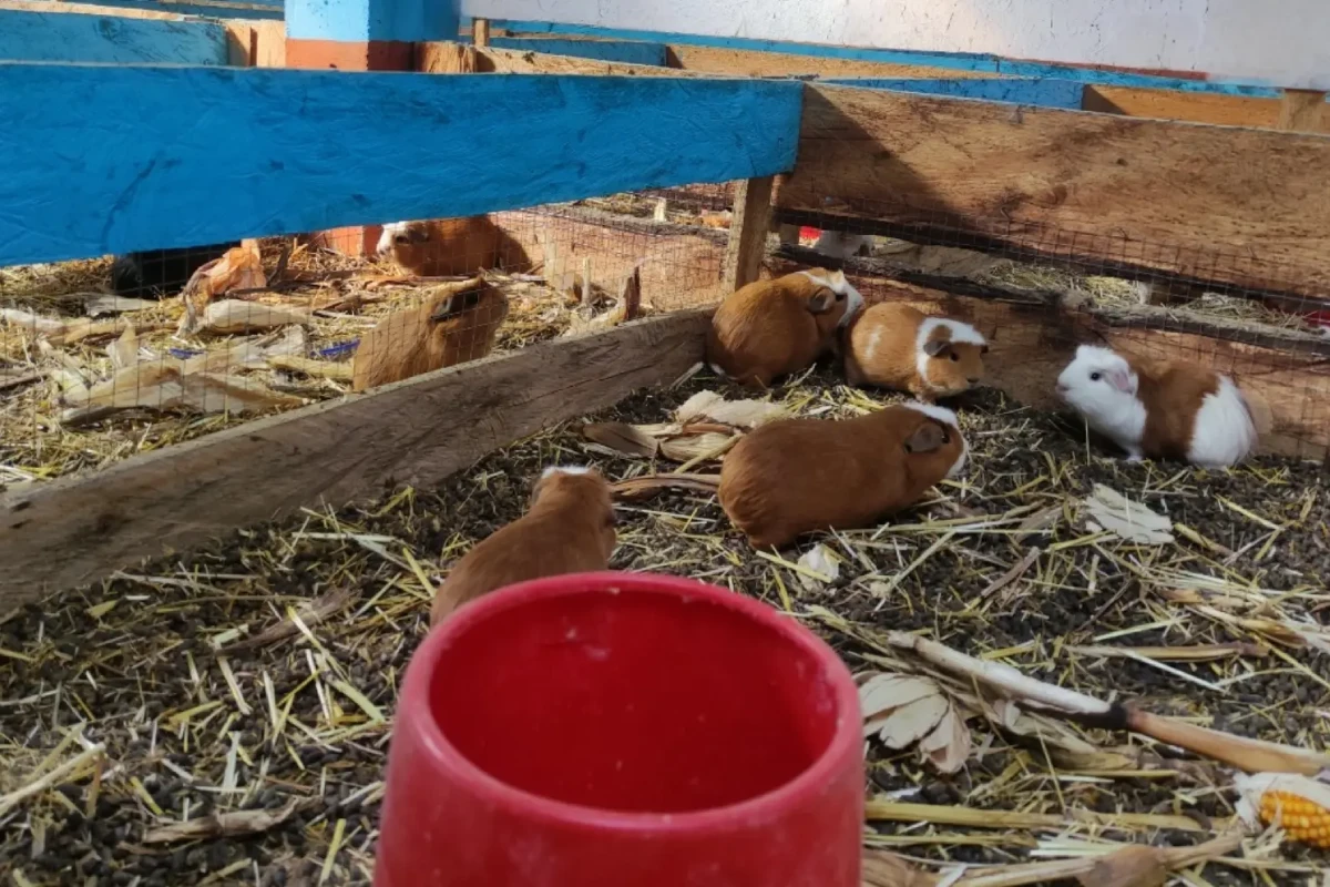 Cuyes en corrales de crianza con paja, forraje y alimento en un espacio familiar