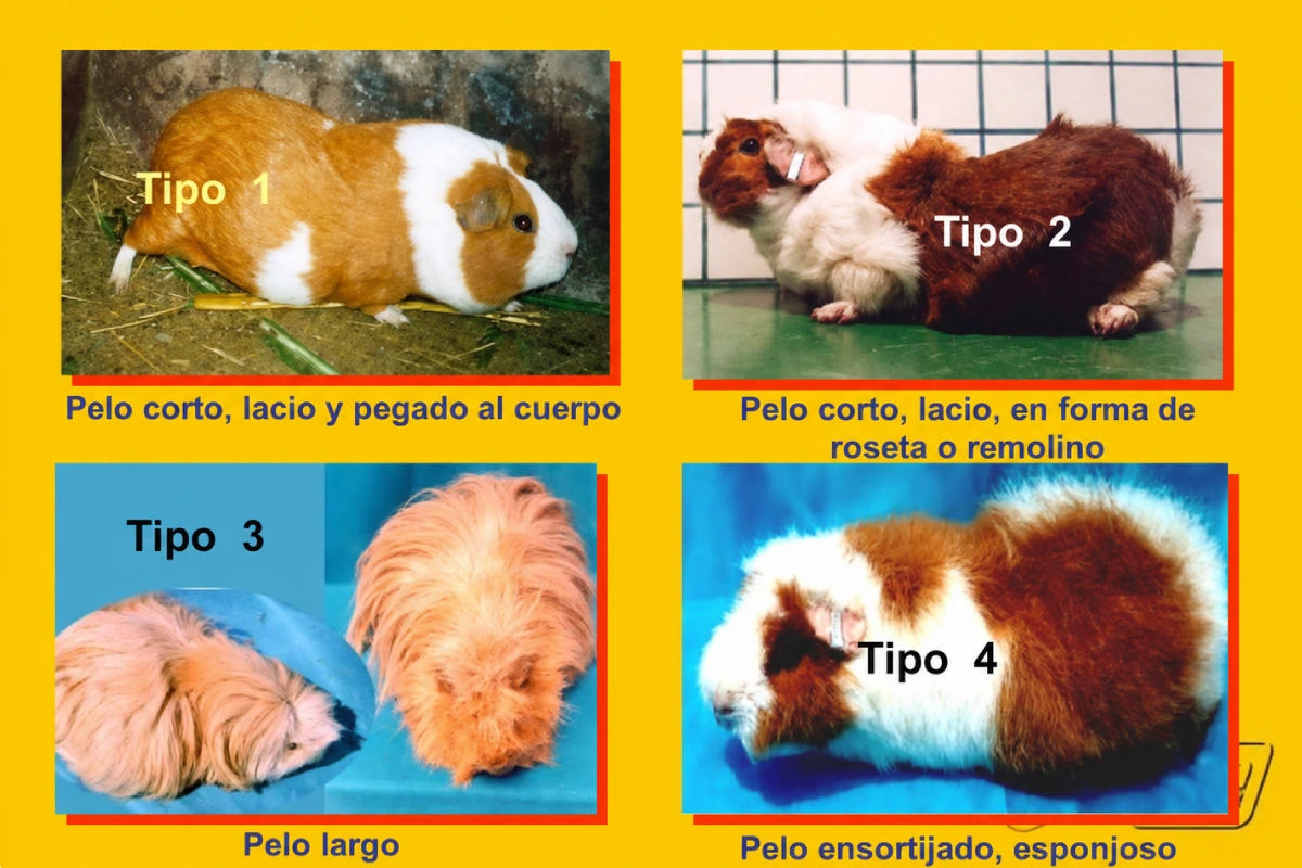 Infografía con cuatro tipos de cuy según su pelaje: corto, con rosetas, largo y ensortijado
