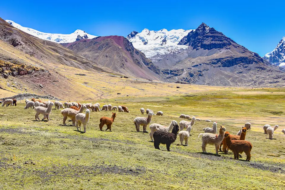 Alpacas y llamas en el Nevado de Ausangate