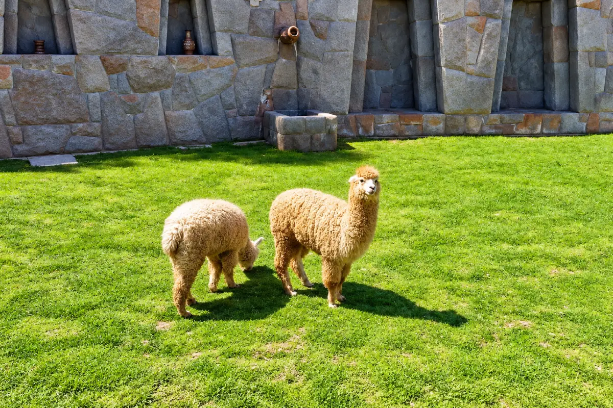 Dos alpacas de color beige sobre el césped del Valle de los Duendes