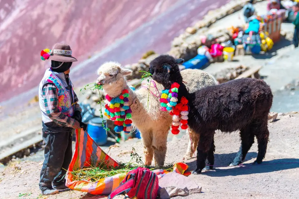 Llamas y alpacas en la Montaña de Colores Palcoyoc.