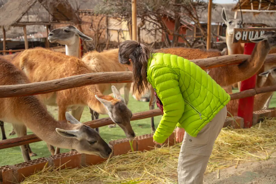 El Awana kancha en Pisac