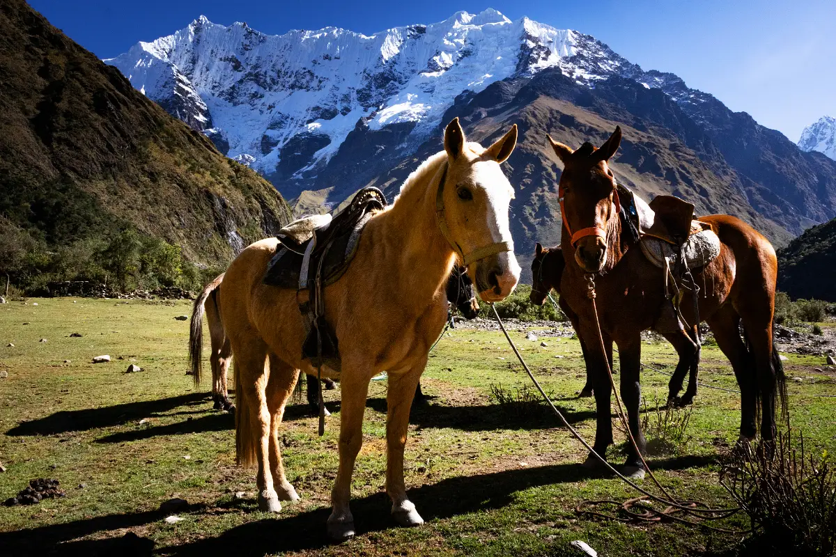 Caballos en la ruta al camino de Humantay | Trekero
