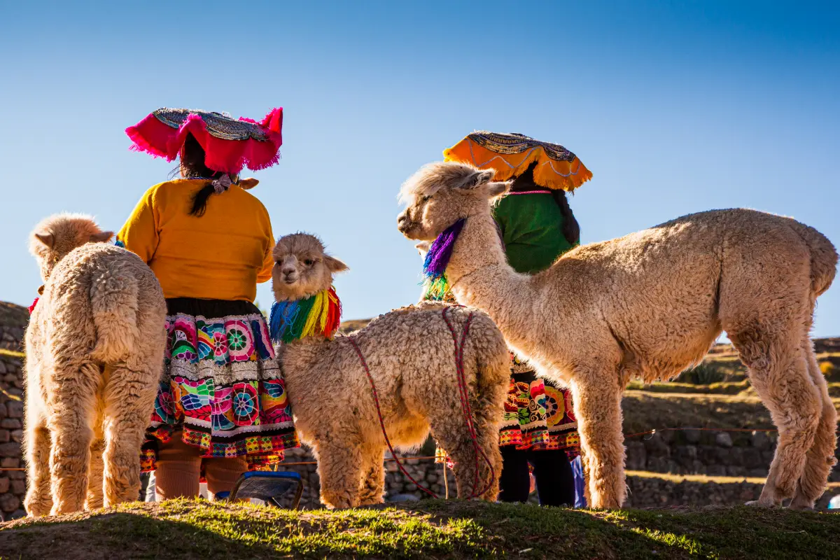 Alpacas y tradición andina en el Valle Sagrado | Trekero