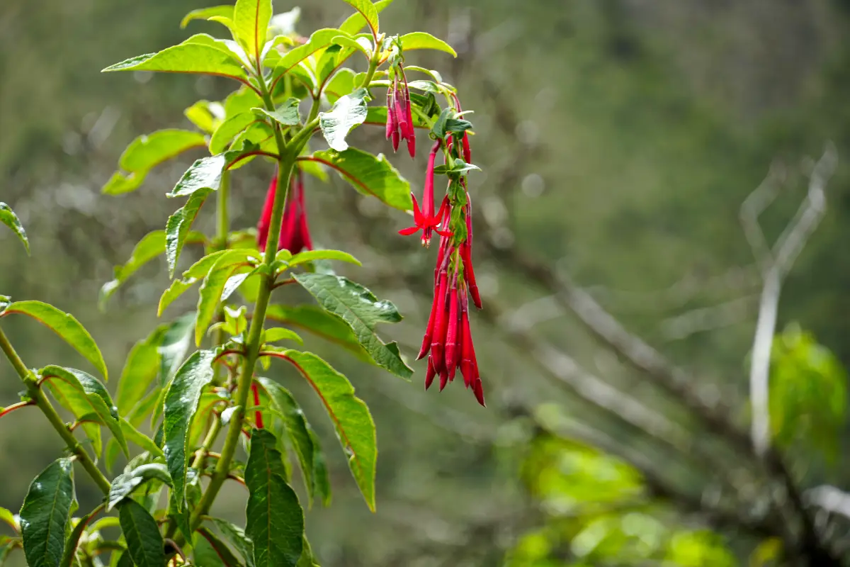 Flores rojas tubulares de Fuchsia boliviana rodeadas de hojas verdes en el entorno del Camino Inca