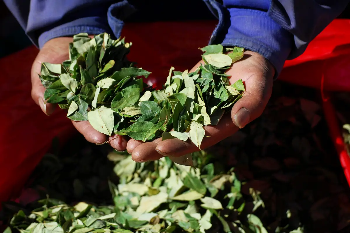 Hojas de coca en manos andinas | Trekero