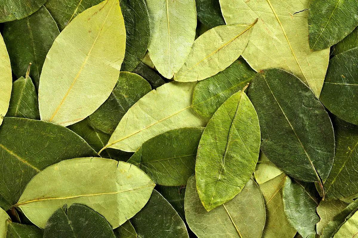 Hojas de coca secas | Trekero