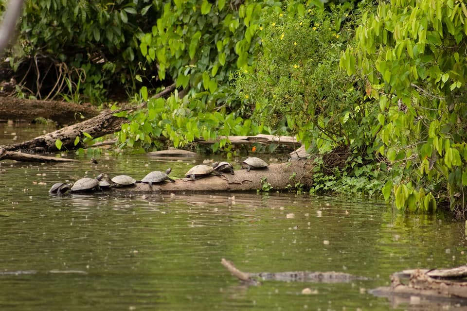 Amazon Peru