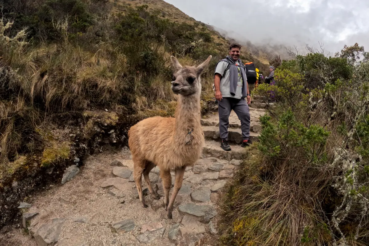 Llama en el sector de Warmiwañuska | Trekero