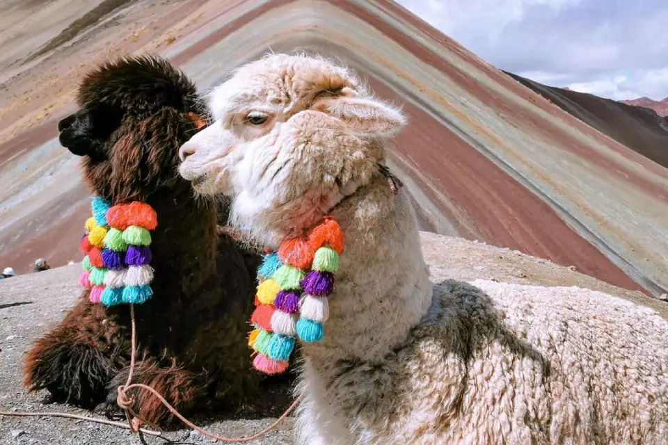 Llamas en la Montaña de Siete Colores 