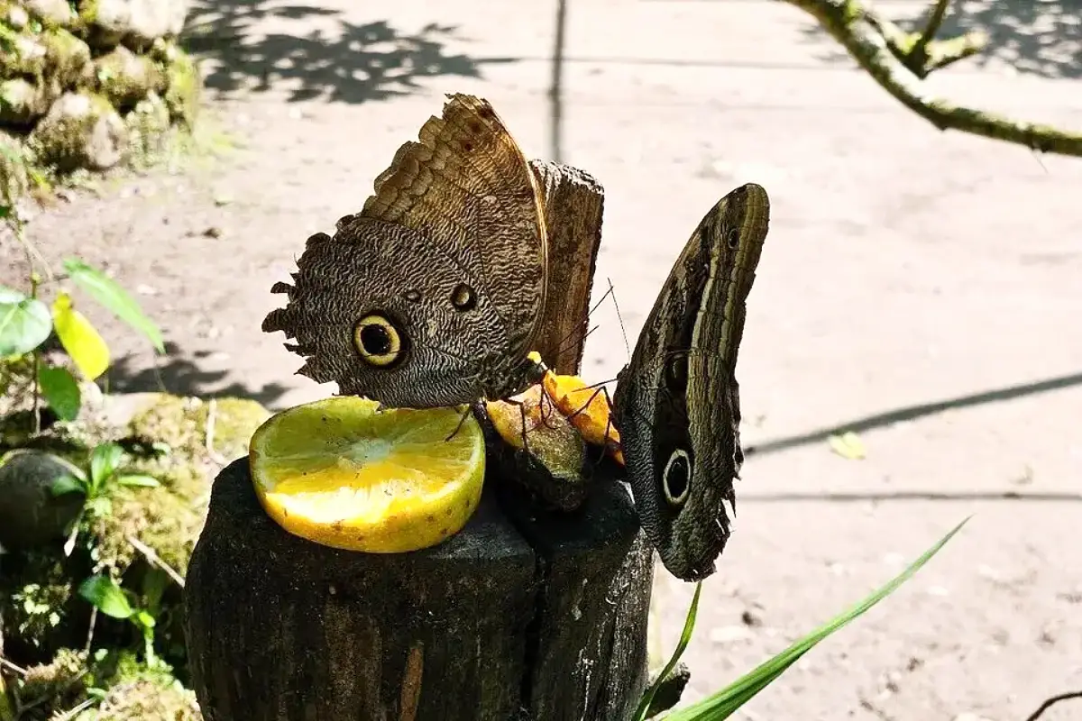 Mariposas del mariposario de Aguas Calientes | Trekero