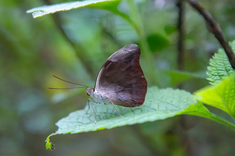 Mariposa 