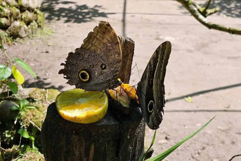 Mariposa ojo de buho