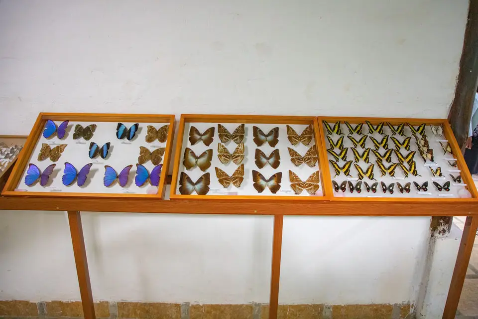 Tipos de mariposas en el Mariposario