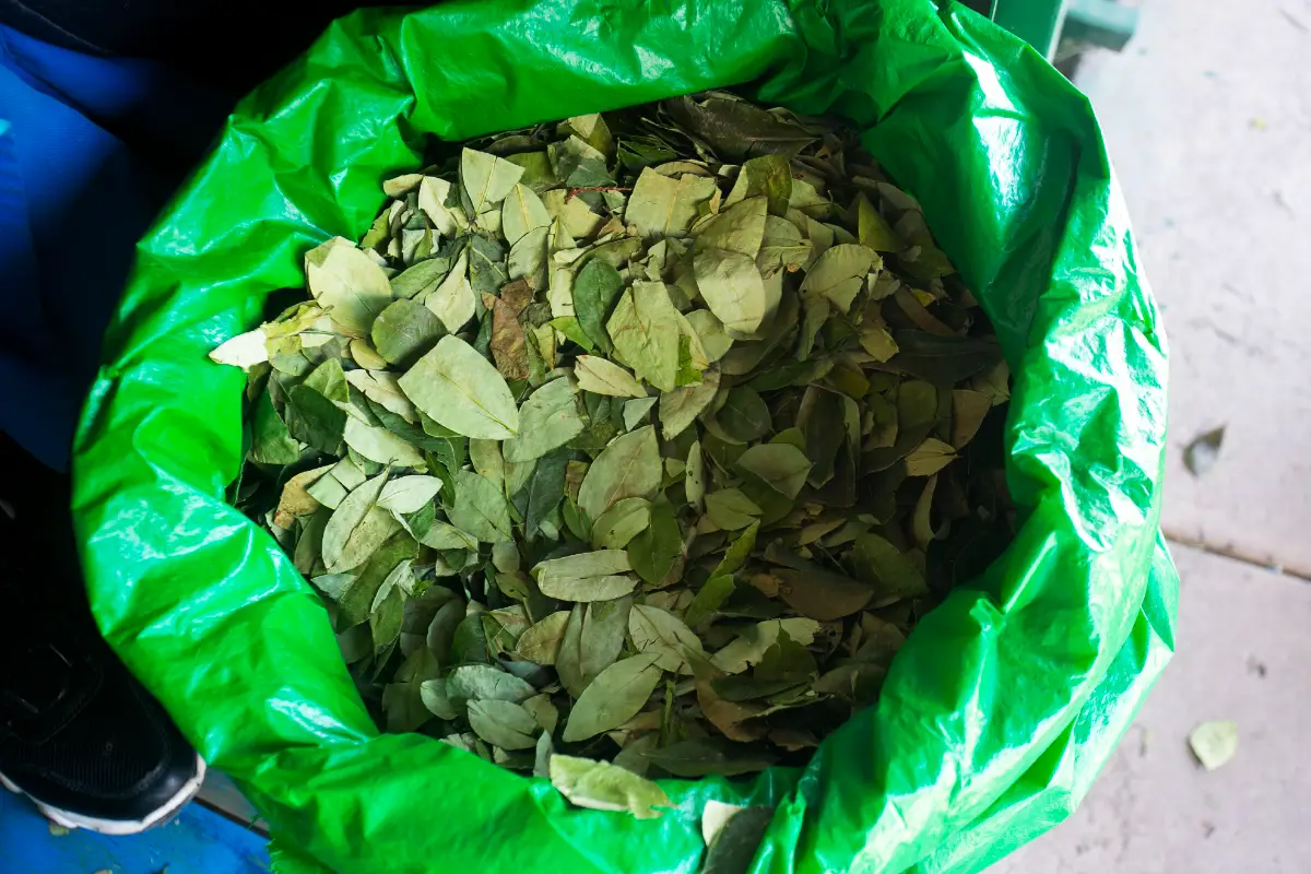 Saco con hojas de coca | Trekero