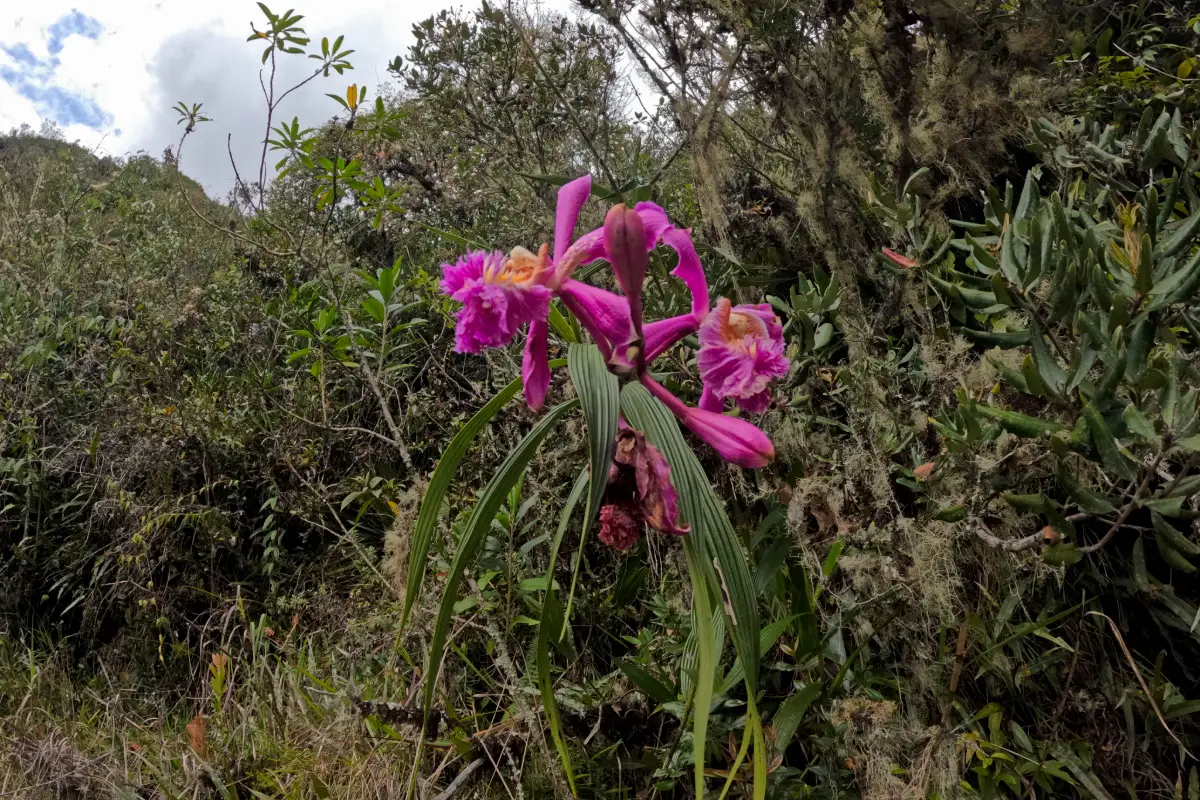 Sobralia dichotoma en el Camino Inca | Trekero