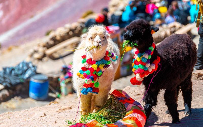 Alpacas en la ruta hacia Vinicunca | Trekero