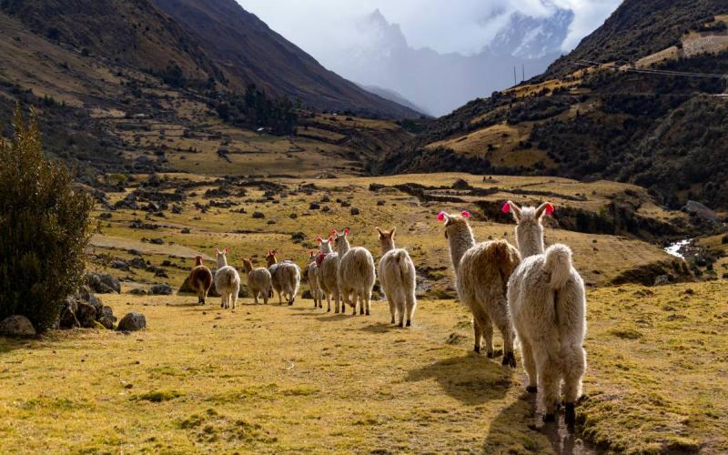 Alpacas recorriendo los extensos paisajes de Lares | Trekero
