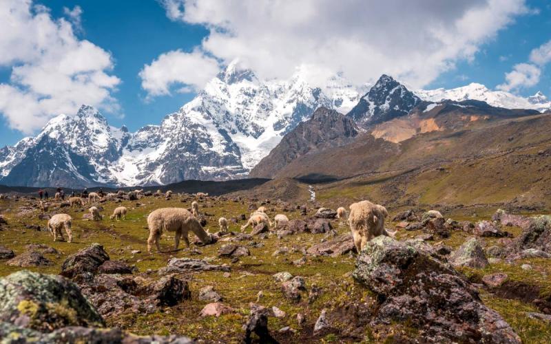 Alpacas pastando entre los nevados de Ausangate | Trekero