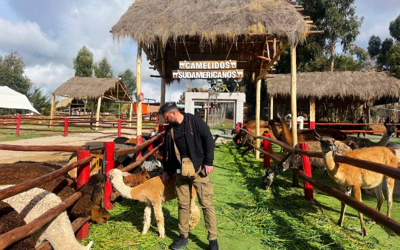 Camélidos andinos del Valle Sagrado | Trekero