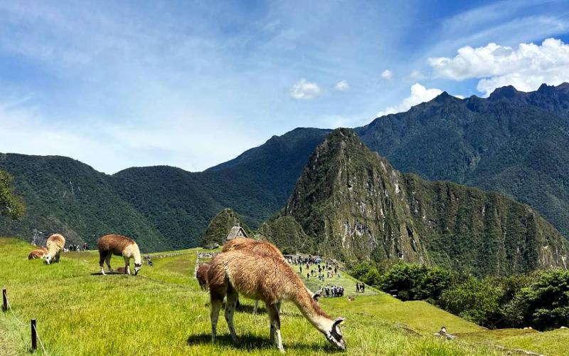 Llamas pastando frente a Machu Picchu y sus montañas | Trekero