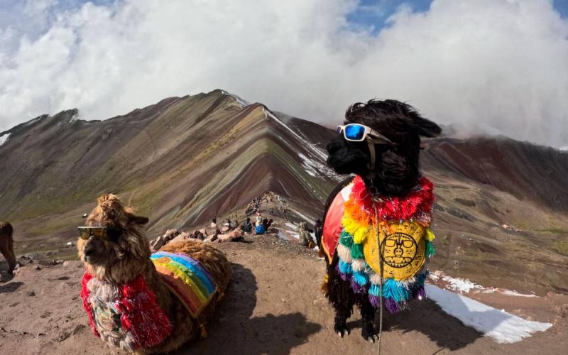 Alpacas tradicionales en la Montaña de Colores | Trekero