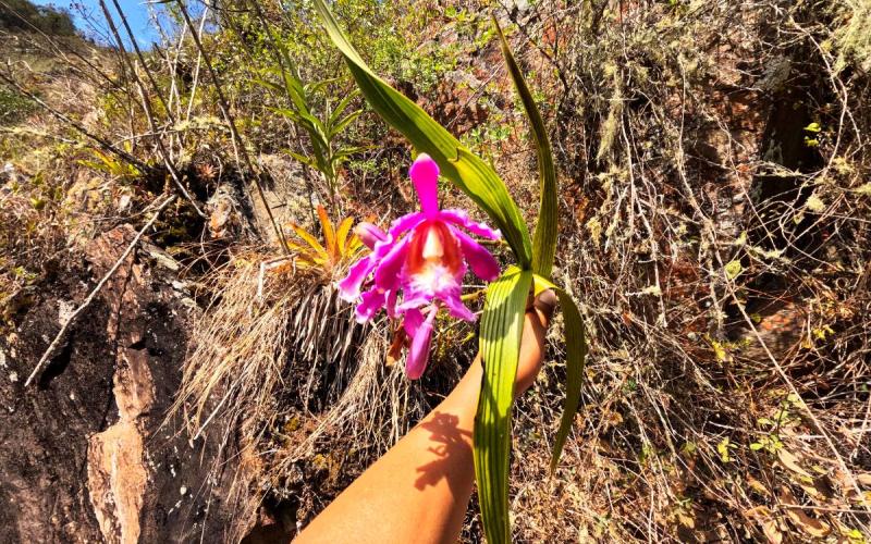 Orquídea silvestre del Cañón del Apurímac | Trekero