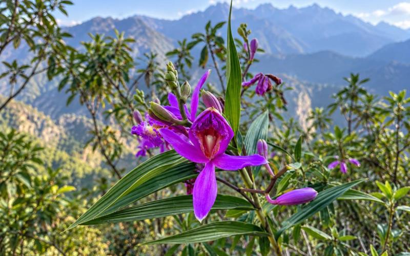 Orquídea silvestre en el Camino Inca a Machu Picchu | Trekero