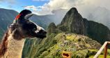 Llama frente a la ciudadela de Machu Picchu | Trekero